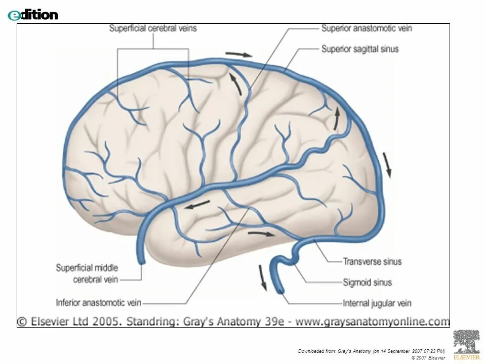 Внутренняя оболочка вен латынь. Вены головного мозга венозные синусы твердой мозговой оболочки. Венозные синусы головного мозга схема. Синусы твердой оболочки головного мозга схема. Анатомия вены Галена головного мозга.