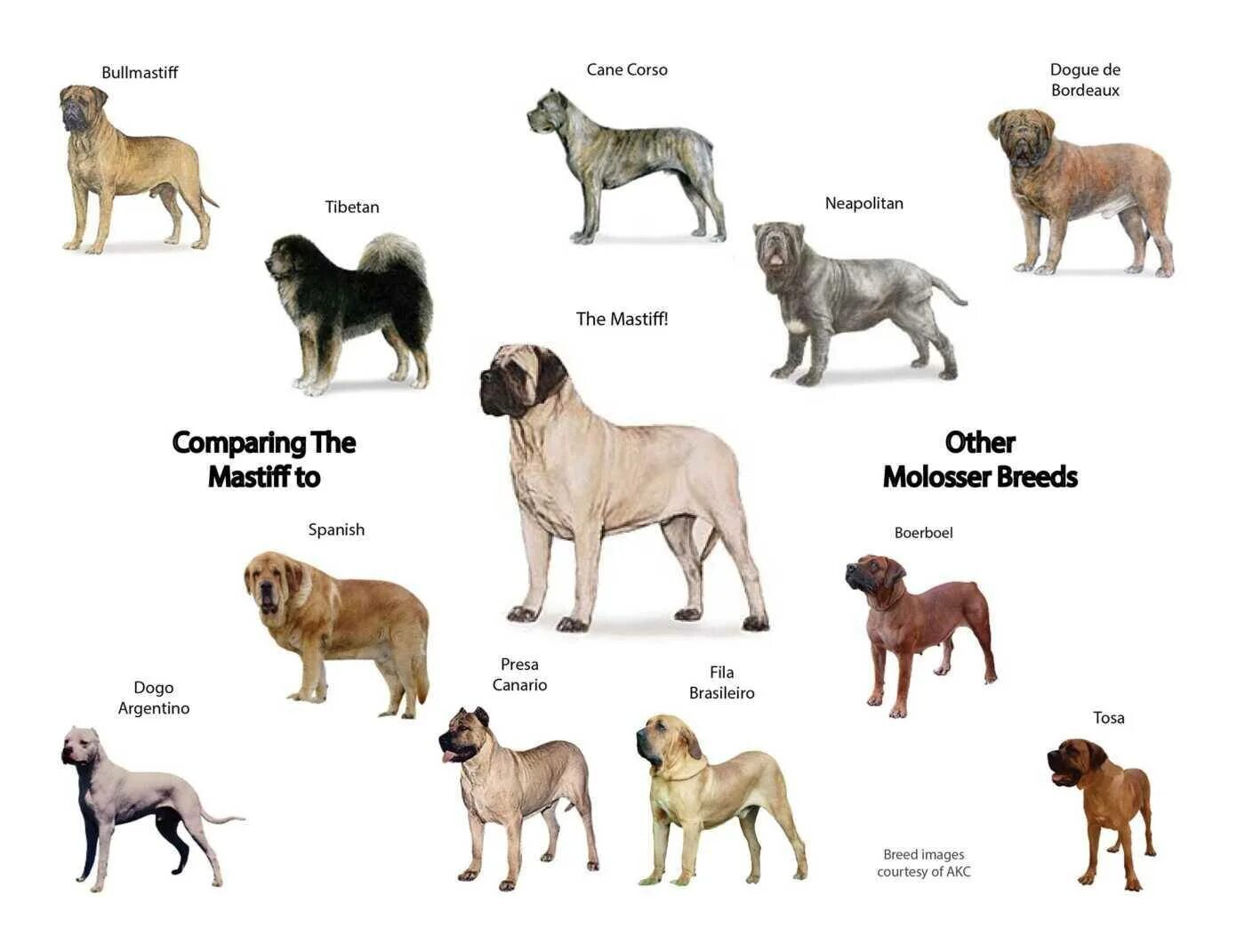 Молоссы собаки породы список. Породы собак Молоссы с фотографиями. Крупные породы собак и их названия. Разновидность мастифов породы собак название.
