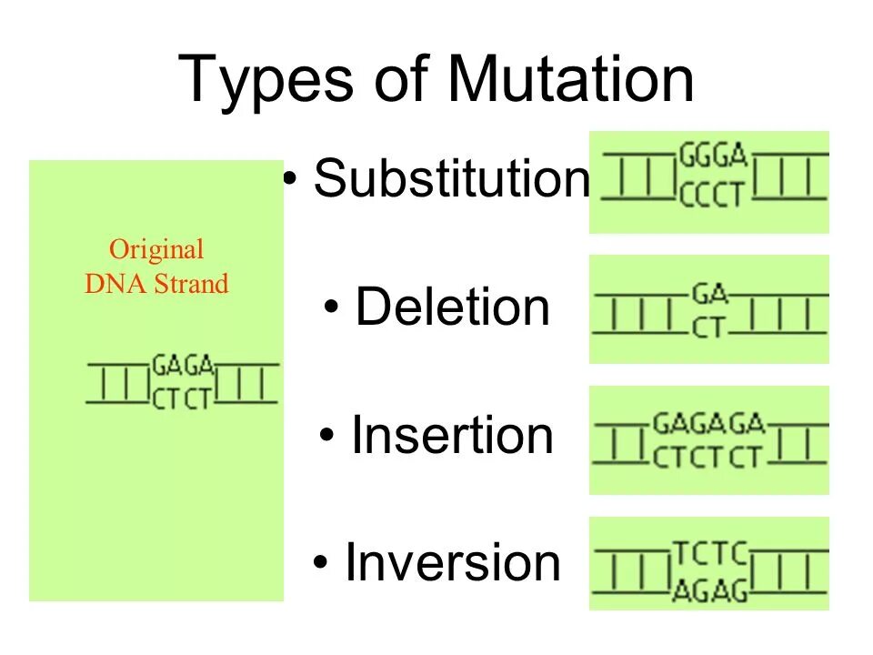 Global mutation. Types of Mutations. Types of Mutation Substitution. Substitution Type. Inversion Type of Mutation ..