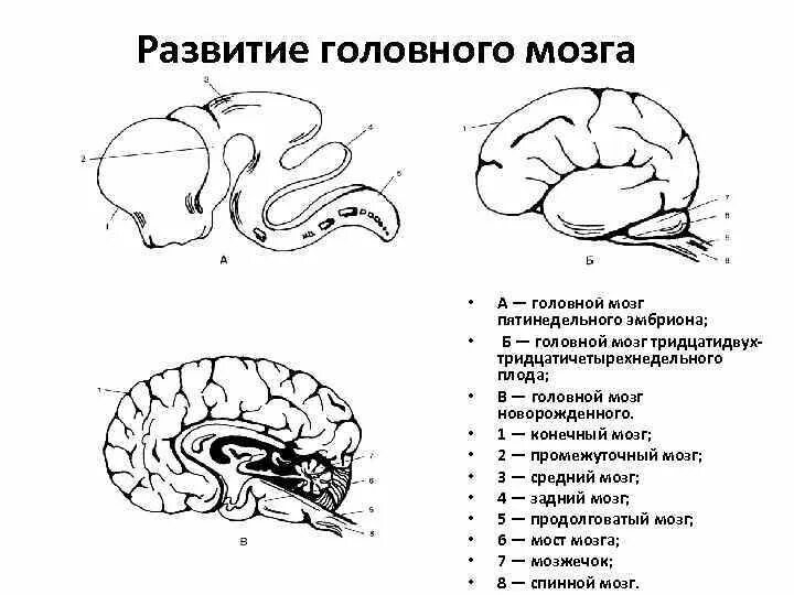 Стадии развития головного мозга человека анатомия. Схема развития головного мозга человека Сагиттальный разрез. Изобразите схему развития головного мозга человека. Схема развития головного мозга фронтальный разрез.