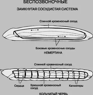 Замкнутая кровеносная система является признаком