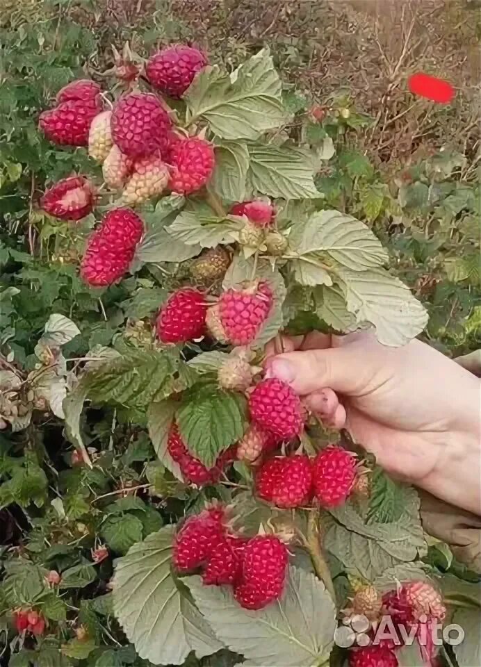 Малина сорт карамелька. Малина ремонтная сорт карамелька. Малина нижегородец. Саженцы малины ремонтантной. Саженец малины карамелька.