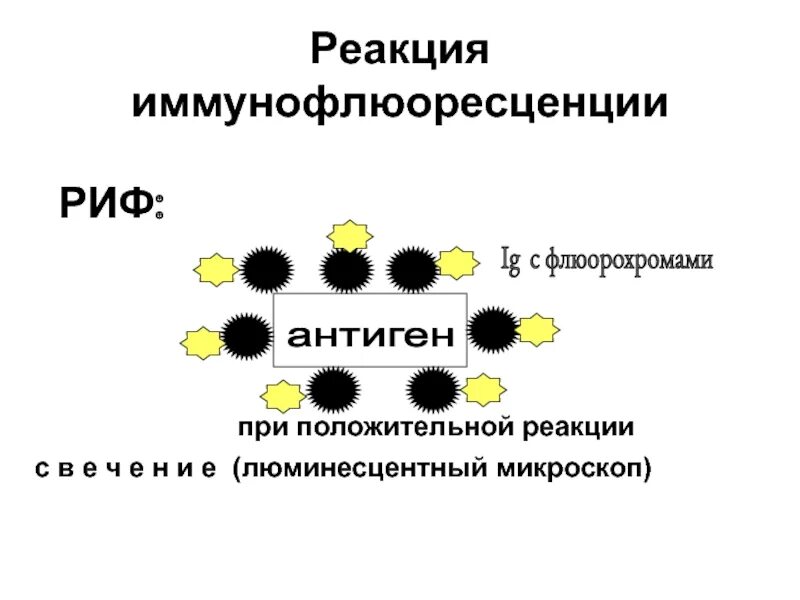 Риф реакция. Реакция непрямой иммунофлюоресценции. реакция иммунофлюоресценции иммунология. реакция иммунофлюоресценции схема. риф реакция иммунофлюоресценции.