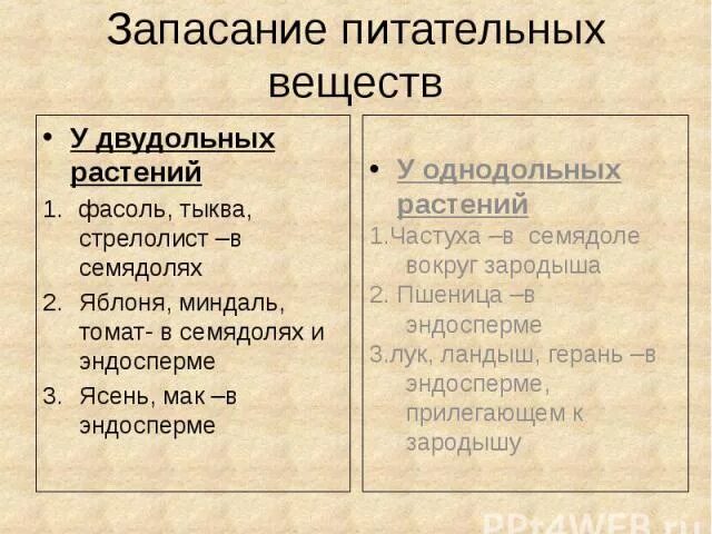 В каких структурах содержится запас питательных веществ. Питательные вещества у двудольных. Запас питательных веществ семядоли. Где растения запасают питательные вещества. Запас питательных веществ у растений.