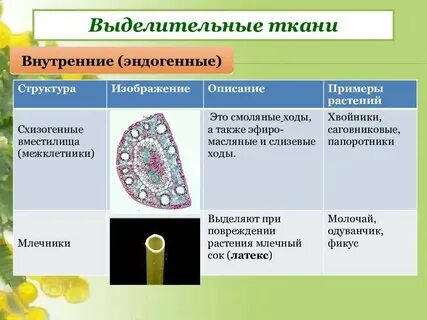 Какие клетки в основной ткани растений