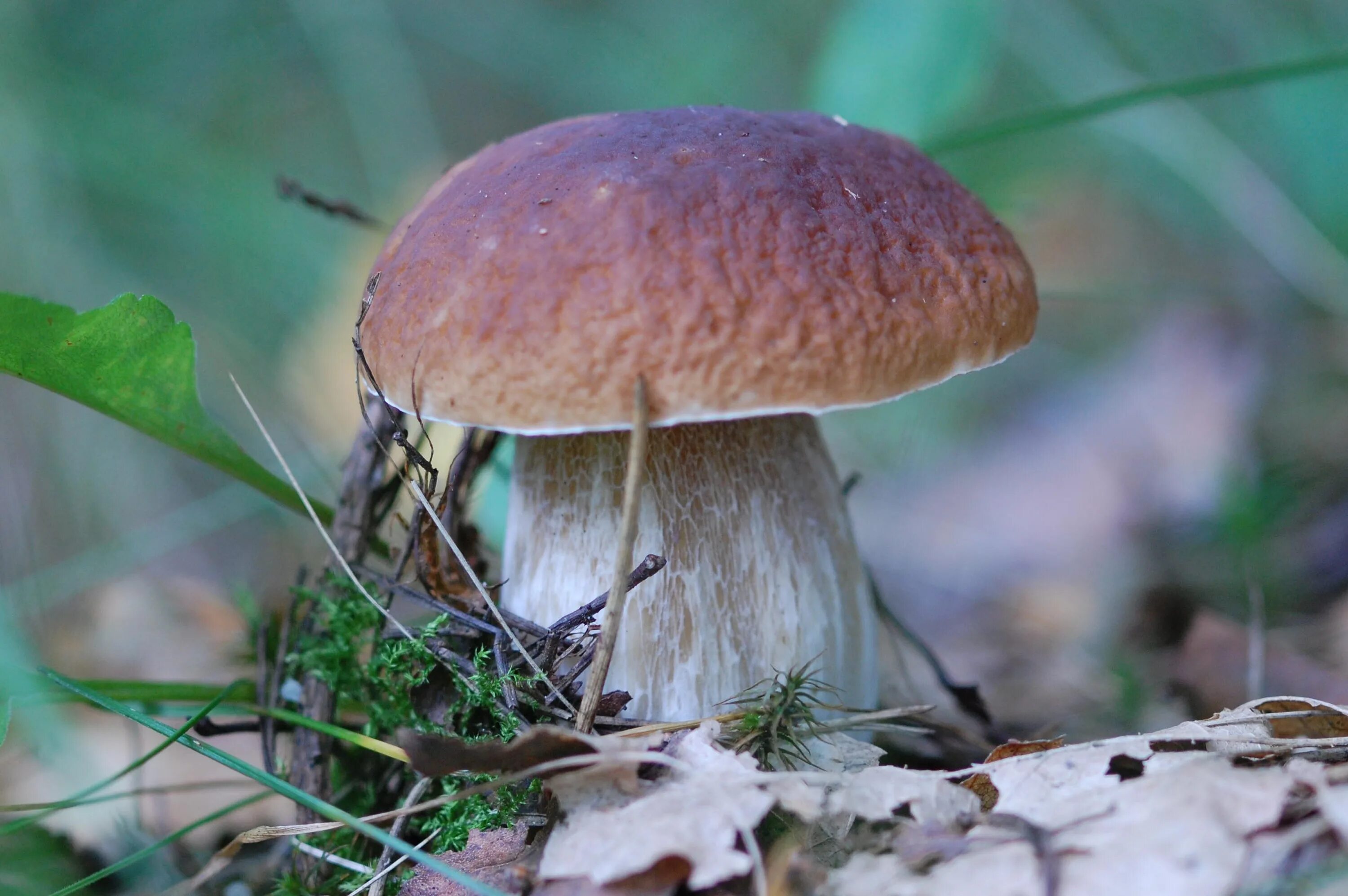 Сонник миллера грибы. Ложный Боровик белый гриб. Boletus edulis – белый гриб. Боровик - белый гриб Боровик. Белый гриб Боровик фото.