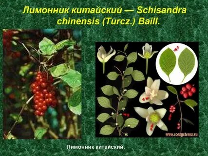 Лимонник китайский описание