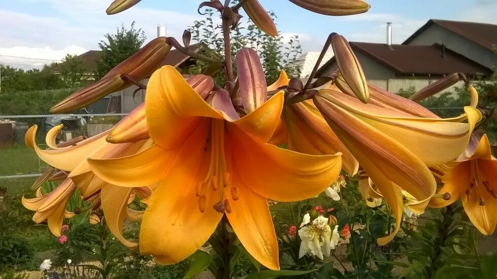 лилия африкан квин трубчатые. Lilium (лилия) african queen. лилия африкан куин. лилия африкан куин. лилия африкан квин.