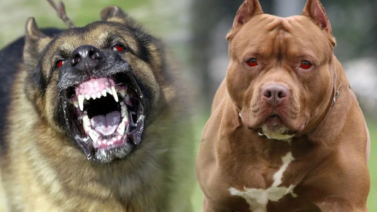 Можно собаку включить. Самые опасные собаки. Самые страшные и опасные собаки. Самые злые собаки. Самые сильные и опасные собаки.