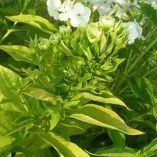 Какие листья у флоксов