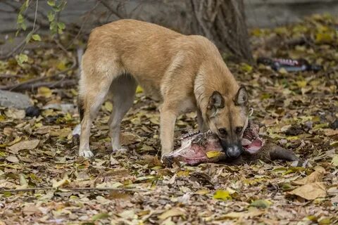 Собаки волгоград