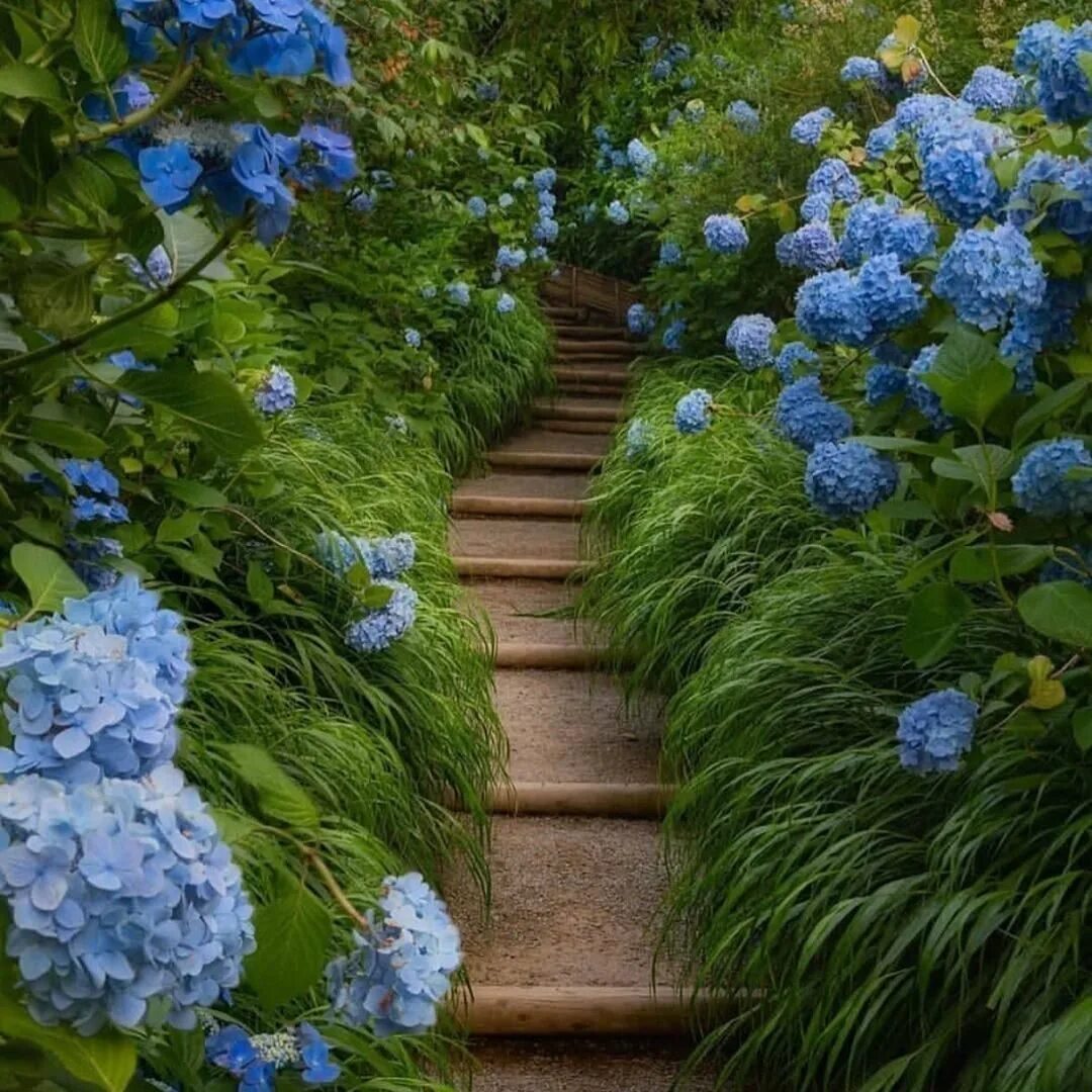 Голубые дорожки. Икеа ковер шегги. Ковровые дорожки голубого цвета. Ковровая дорожка синего цвета. Парк кекенхоф 2023.