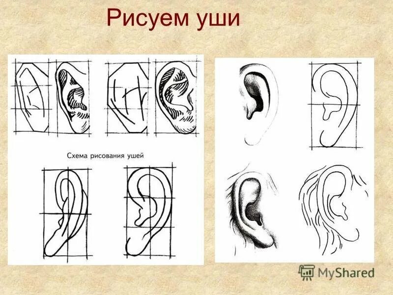 Схема рисования ушей. Поэтапное рисование ушей. Ухо построение. Как нарисовать ухо. Уха поэтапно