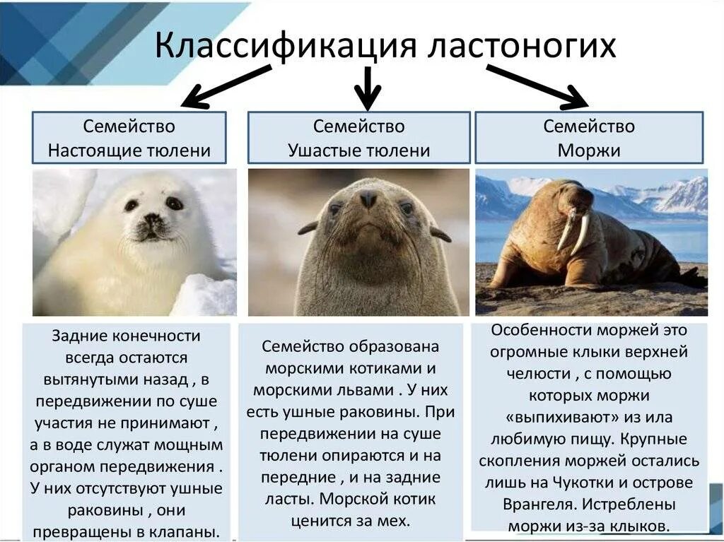 Отряды млекопитающих ластоногие. Отряд ластоногие представители. Отряд Хищные ластоногие. Отряд ластоногие, морские котики..