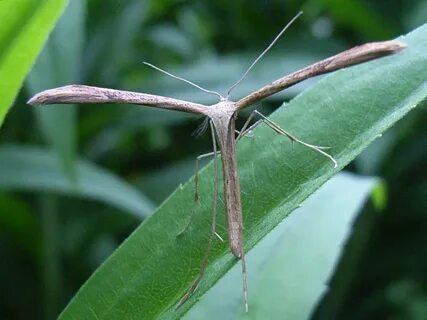 Emmelina monodactyla