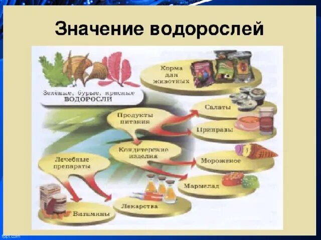 Схема значения водорослей 5 класс. Роль водорослей в природе 5 класс биология. Значение водорослей 5 класс биология. Значение водорослей в природе.