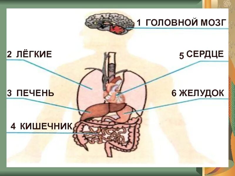 Желудок легкие мозг. Легкие головной мозг, желудок, сердце печень, кишечник.