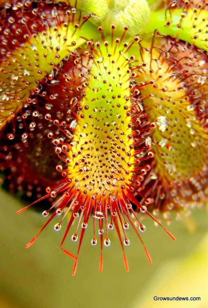 Росянка непентес. Насекомоядное хищное растение. Росянка и венерина мухоловка. Цветущая венерина мухоловка. Цветок хищник венерина мухоловка.