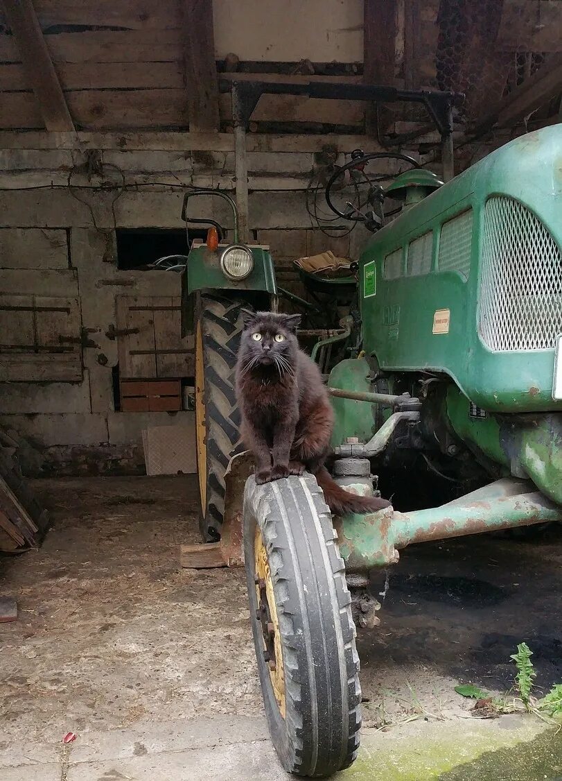 Трактор котик. Кошачий трактор. Кот на тракторе. Трактор с китом. Коте и трактор.