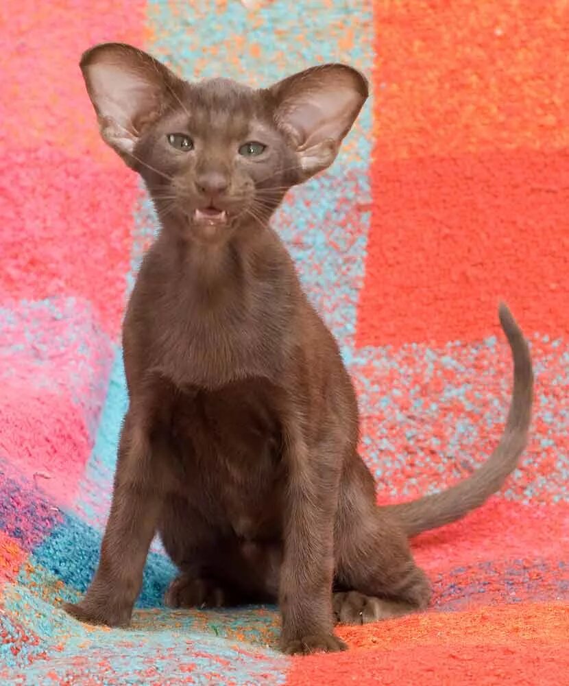 Шоколадный ориентальный кот. Кошка Ориентал шоколад. Ориентальный кот Гавана. Ориентальная кошка шоколадная. Котенок ориентал москва