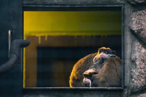 Wildlife windows