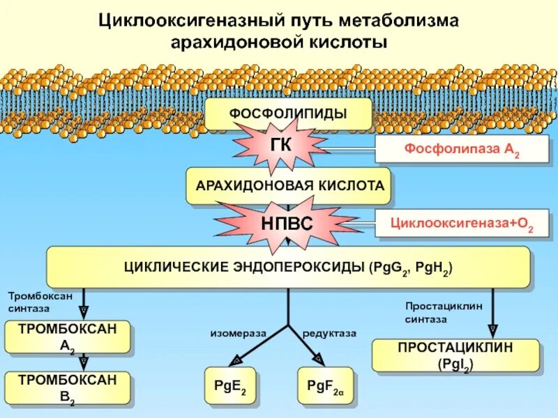 Формула арахидоновой кислоты. Тромбоксан арахидоновая кислота. Тромбоксан а2 функции. Тромбоксаны механизм действия. Тромбоксан а2 эффекты.