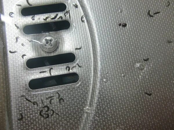 Маленькие черные червячки. Черные червяки в ванне. Черные червячки острицы. Маленький черный червяк. Мелкие черные червячки в ванной.