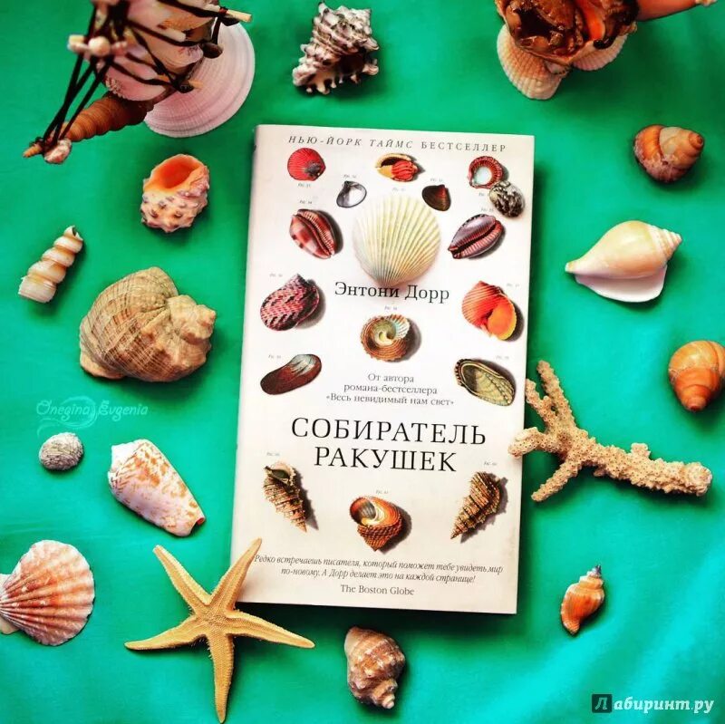 Аудиокнига собиратели ракушек слушать. Энтони дорр собиратель ракушек. энтони дорр собиратель ракушек отзывы. книги о ракушках. собиратели ракушек книга.