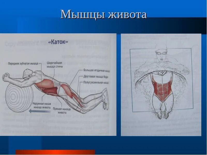 Мышцы работающие при брассе. Мышцы живота. группы мышц при плавании. группы мышц живота. мышцы живота презентация.