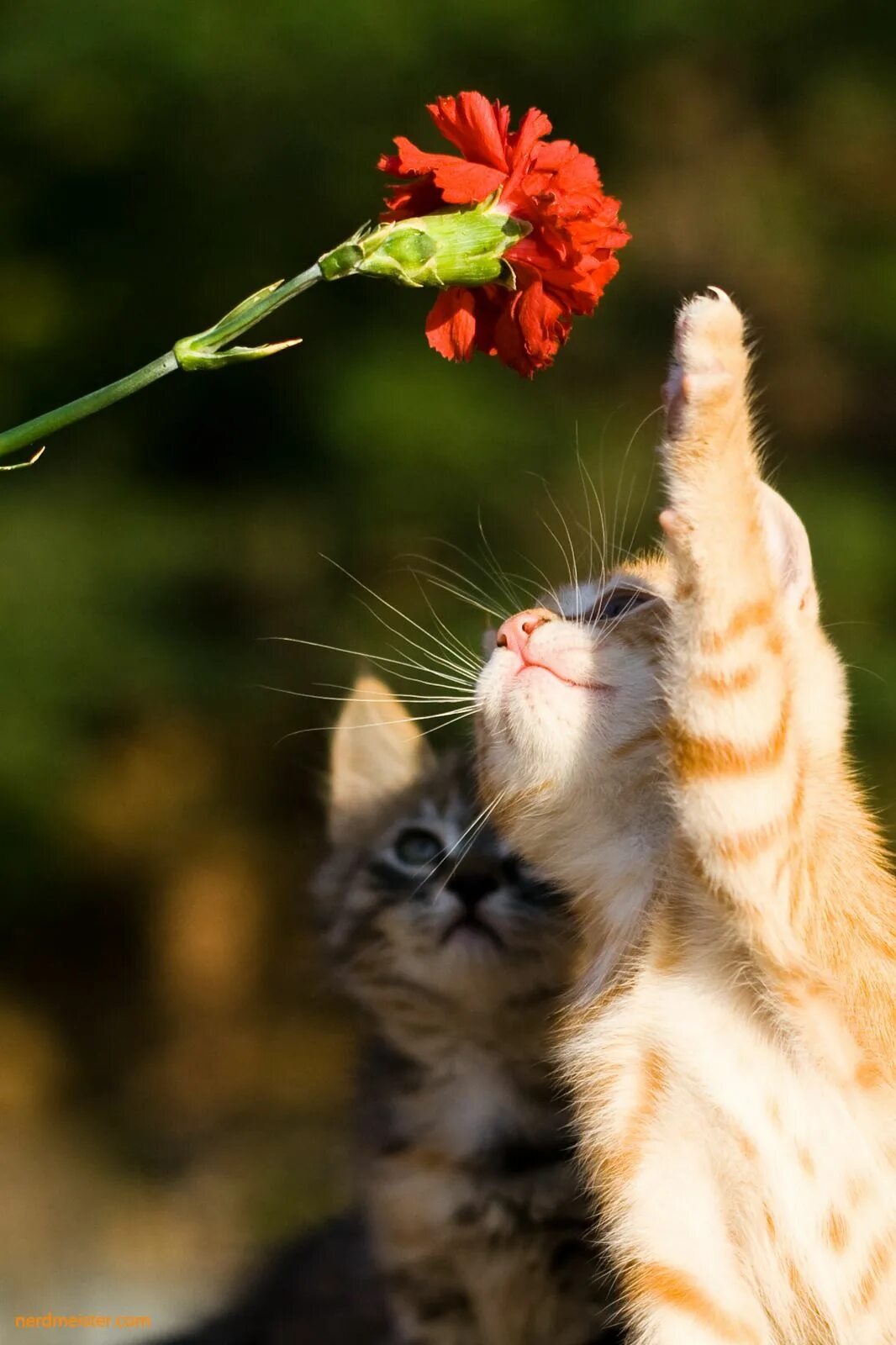 Цветы кис. Котик в цветах. Котёнок с цветком. Кот радуется весне. Кошка с цветочком.