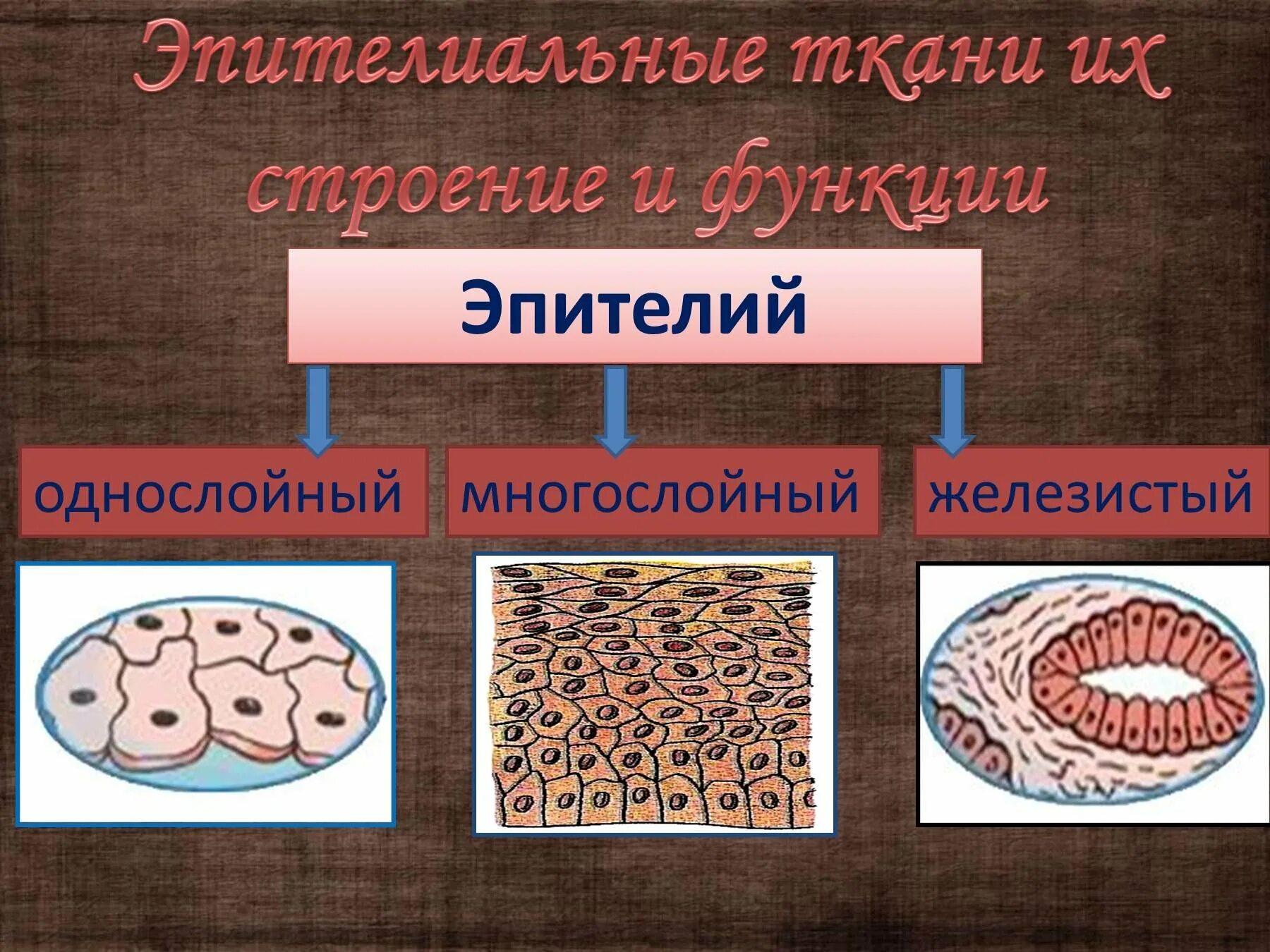 Эпителиальная ткань жел. Ткани человека эпителиальная ткань. Однослойный железистый эпителий строение. Однослойный эпителий многослойный эпителий железистый эпителий. Ламинируем ткани