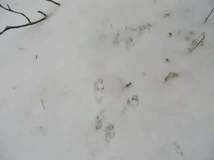 Следы петляют