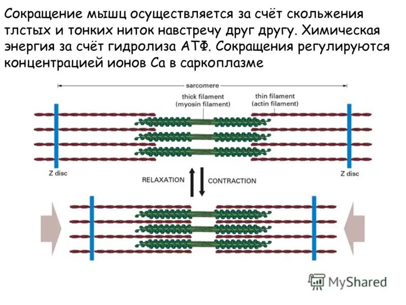 Сокращение мышц. Сокращения мышц осуществляется. Сокращения мышц осуществляется. Энергетика мышечного сокращения. Сколько времени растет мышечное волокно.