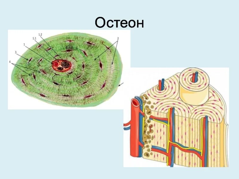 Остеон гаверсова система. Пластинчатая костная ткань Остеон гистология. Строение остеона костная ткань. Строение остеона анатомия. Остеон ткань