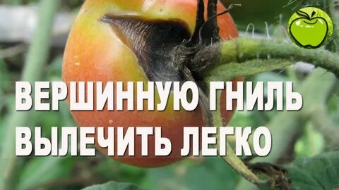 Как лечить вершинную гниль