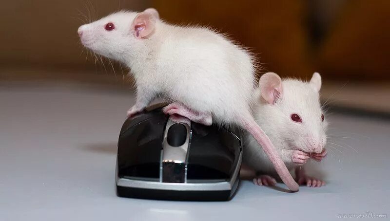 Домашние белые мыши. Белая крыса. Мышь домашняя белая. Крыса домашняя белая. Декоративные крысы.