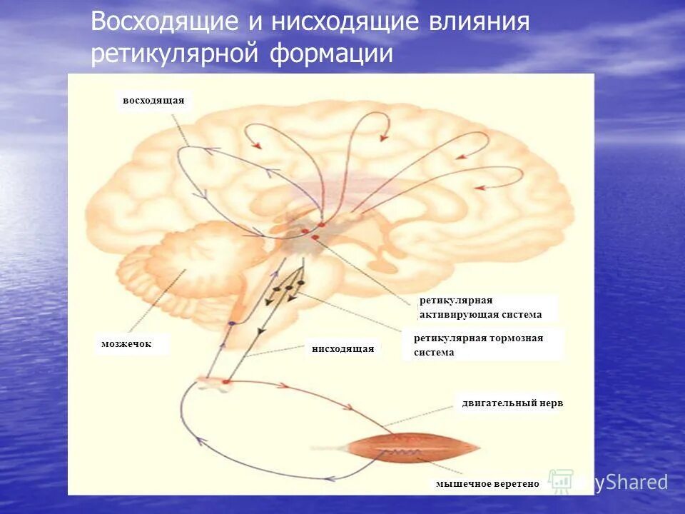 Восходящие и нисходящие влияния ретикулярной формации. Влияние ретикулярной формации. Нисходящие влияния ретикулярной формации. Нисходящие пути ретикулярной формации. Влияния ретикулярной формации.