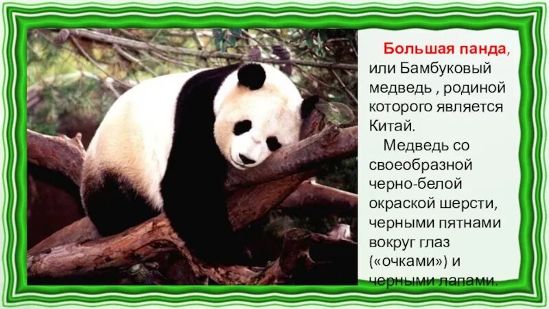 Панда в детстве. Гигантская панда, самец. Реферат про панду. Эстетика панды коллаж. Систематика панды большой.