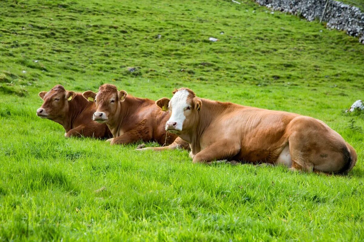 Поле коровки. Коровы на лугу. Корова. Коровы пасутся на поле. Корова с теленком на лугу.