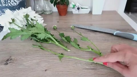 Можно посадить хризантему из букета