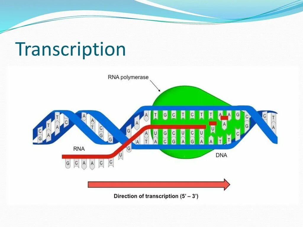 Транскрипция молекулярная биология. Синтез РНК на матрице ДНК. Механизм транскрипции. Механизм транскрипции ДНК. Процесс синтеза РНК на матрице ДНК.