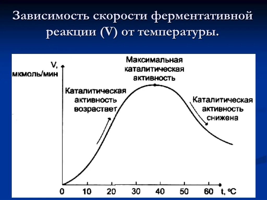 Зависимость скорости ферментативной реакции от температуры. График зависимости скорости ферментативной реакции от температуры. Зависимость скорости реакции от температуры ферменты. Зависимость скорости ферментативной реакции.