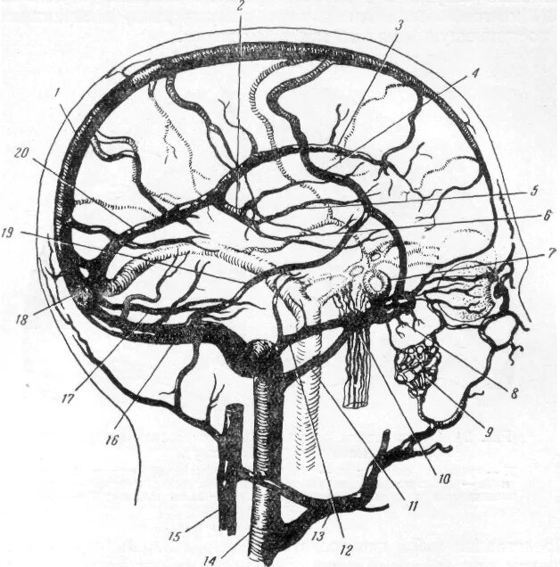 Вены головного мозга. Вена Галена анатомия. Внутричерепные венозные синусы. Вены синусы твердой мозговой оболочки. Вены головного мозга венозные синусы твердой мозговой.