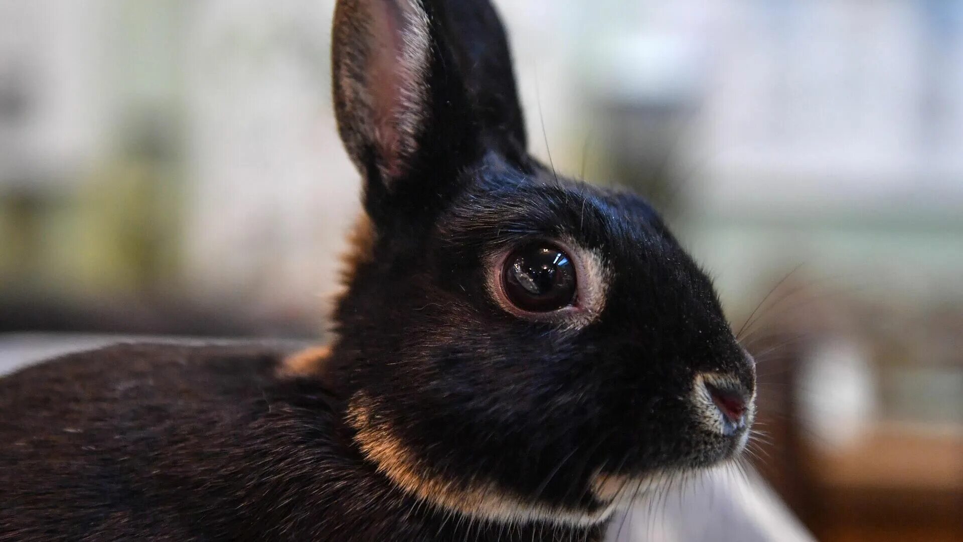 Черный кролик на английском. Черный кролик 2023. Новозеландский кролик черный. Черный заяц. Черный водяной кролик.