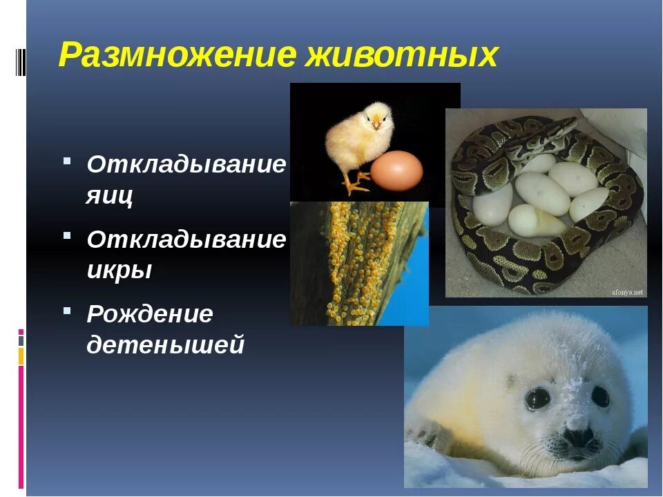 Размножение животных 2 класс окружающий. Как размножаются животные. размножение и развитие животных. размножение зверей. способы размножения животных.