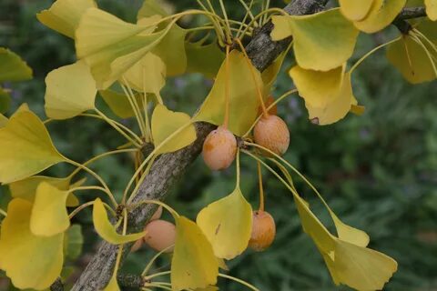 Ginko египетский