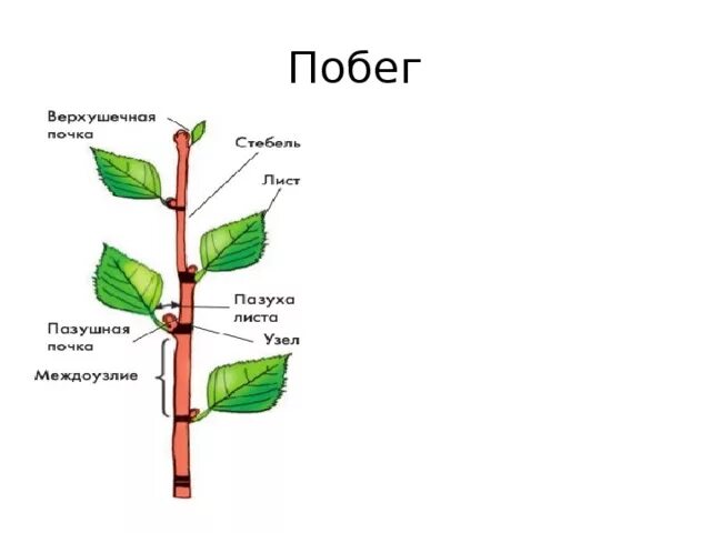 Внутреннее строение побега растения. Схема строения побега. Строение побега 6 класс. Побег строение побега.