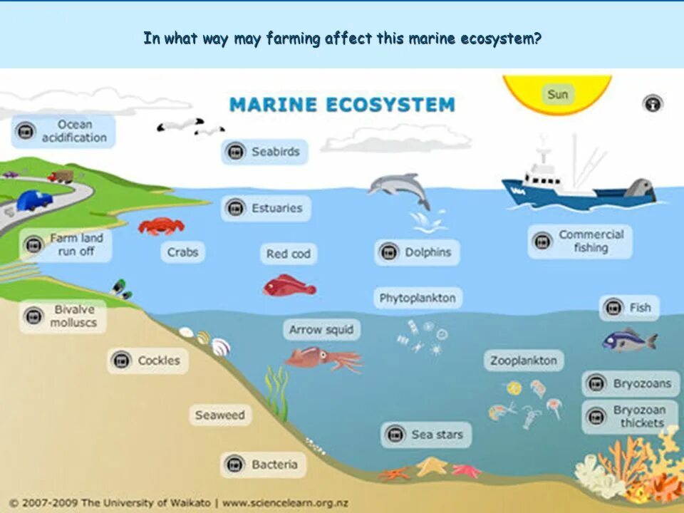 What is the ecosystem. What is the ecosystem