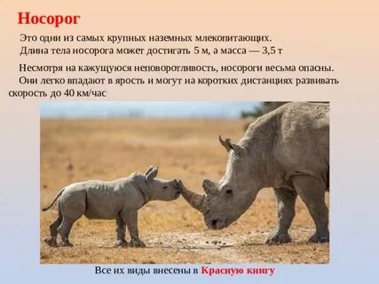 Носорог 1 класс