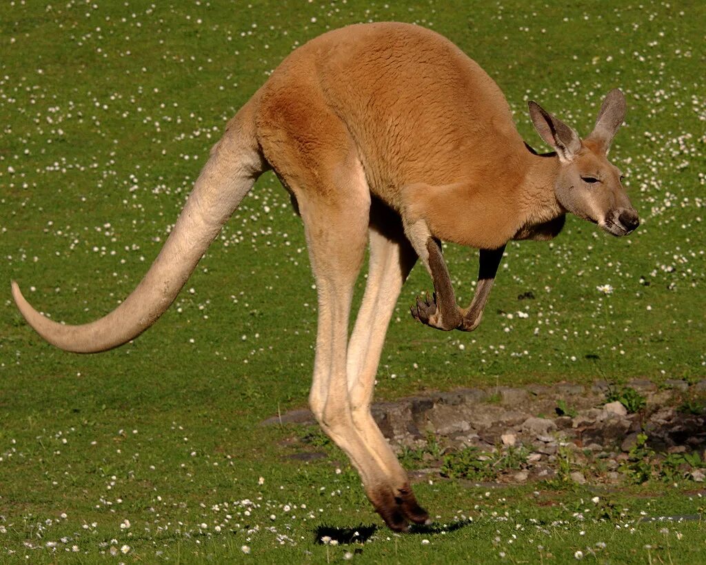 Самое тонкое животные. Гигантский рыжий кенгуру (Red-Grey Kangaroo). Исполинский рыжий кенгуру. Кольцехвостый кенгуру. Кенгуру травоядное.